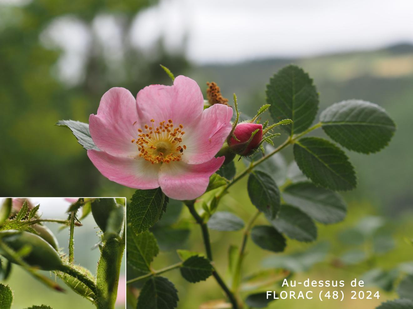 Sweetbriar, Hairy-leaved